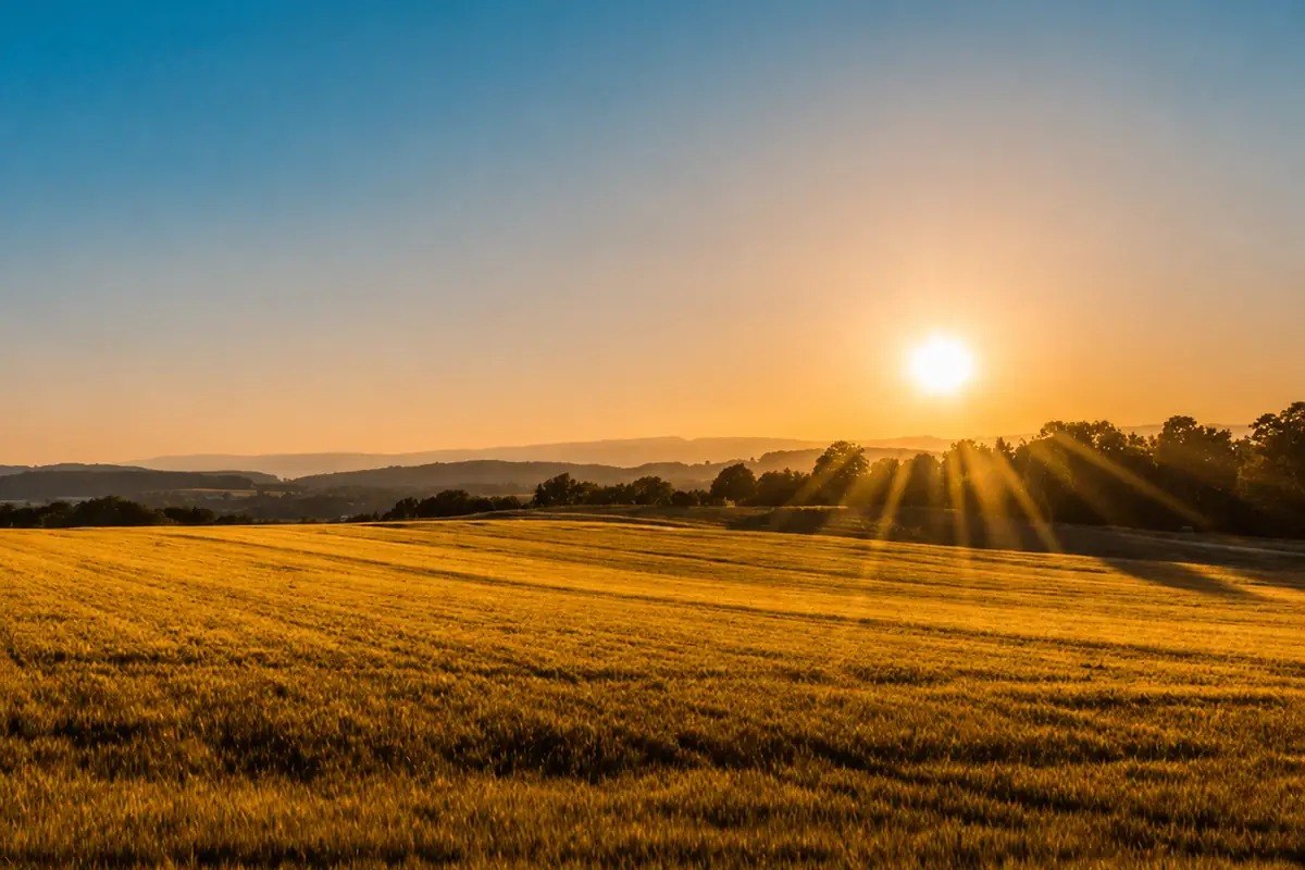 Golden land field at sunset